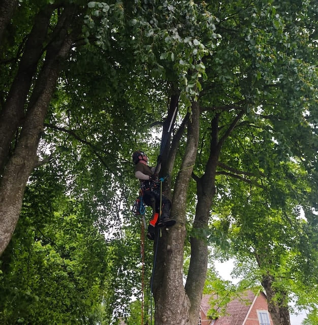 Dansk træpleje arborist 600