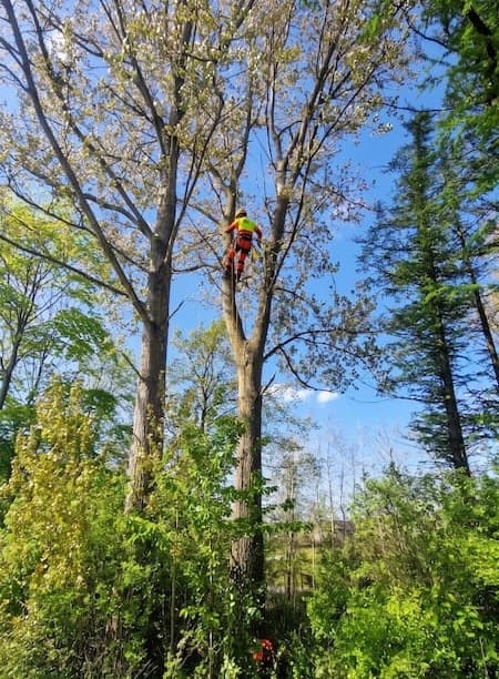 Arborist Michael topkapper et bøgetræ